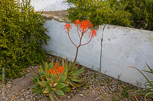 Two Soap Aloes with red flowers photo