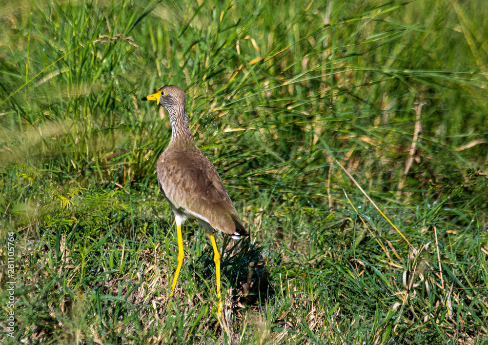 An African Wattled Lapwing is walking through the savannah grass of the Bwabwata Nationalpark at Namibia An African Wattled Lapwing is walking through the savannah grass of the Bwabwata Nationalpark at Namibia