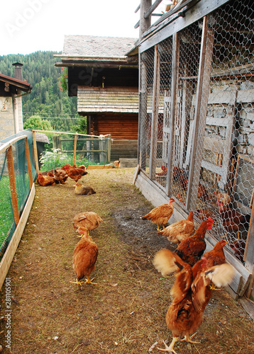 A brood of brown/red chickens in their fenced enclosure with coop in rural north east Italy