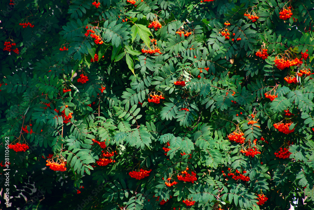 ripe bunches of rowan on the branches of a tree