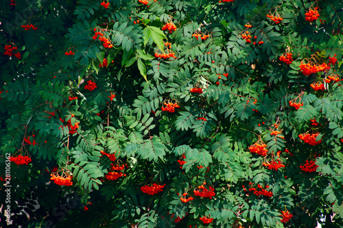 ripe bunches of rowan on the branches of a tree