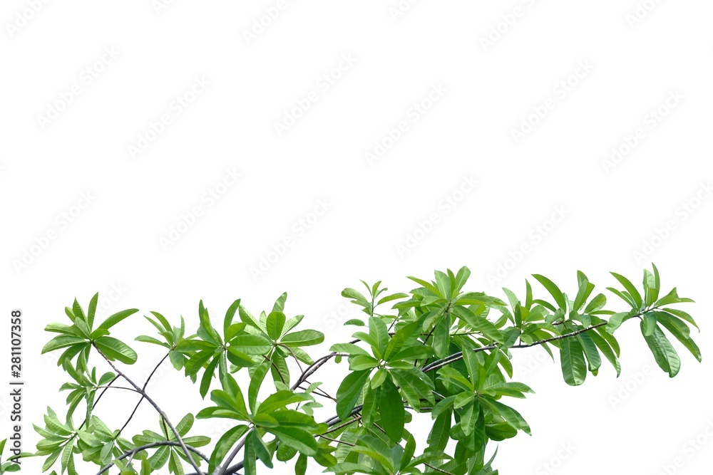 Tree leaves with branches on white isolated background for green foliage backdrop 
