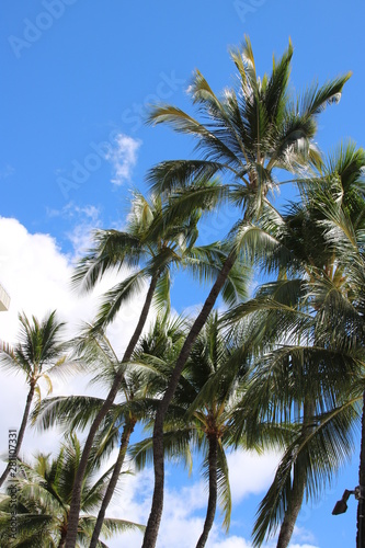 Wallpaper Mural Palmen Torontodigital.ca