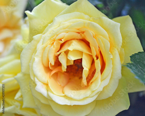yellow and orange rose