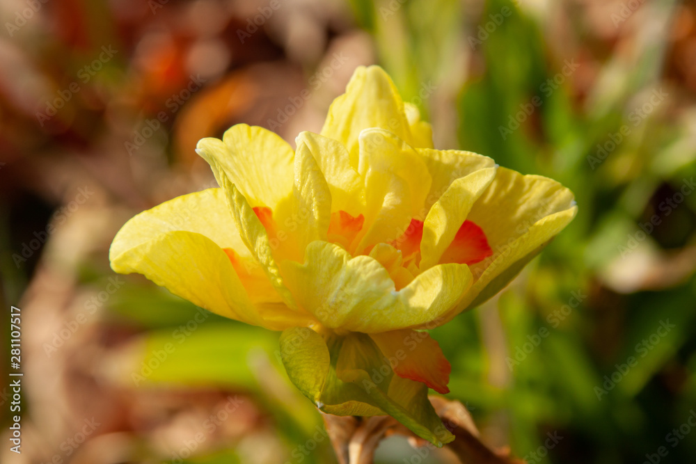 daffodil blooming