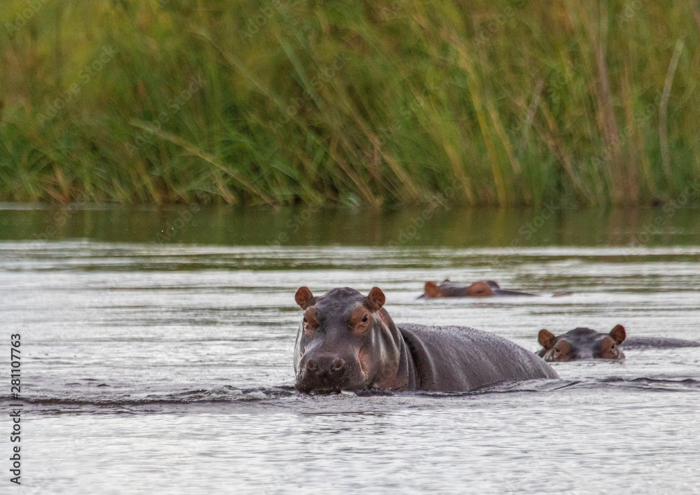 Fototapeta premium A group of Hippopotamus in the water of the Kwando River at the Bwabwata Nationalpark at Namibia