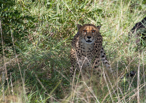 A Cheetah is standing in the savannah grass near a major road through the Caprivi-Strip in Namibia photo