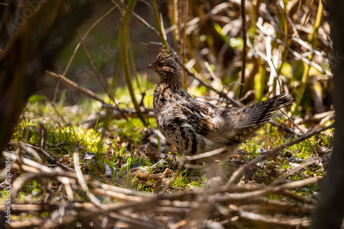 A Ruffed Grouse in the Pukaskwa National Park in Canada photo