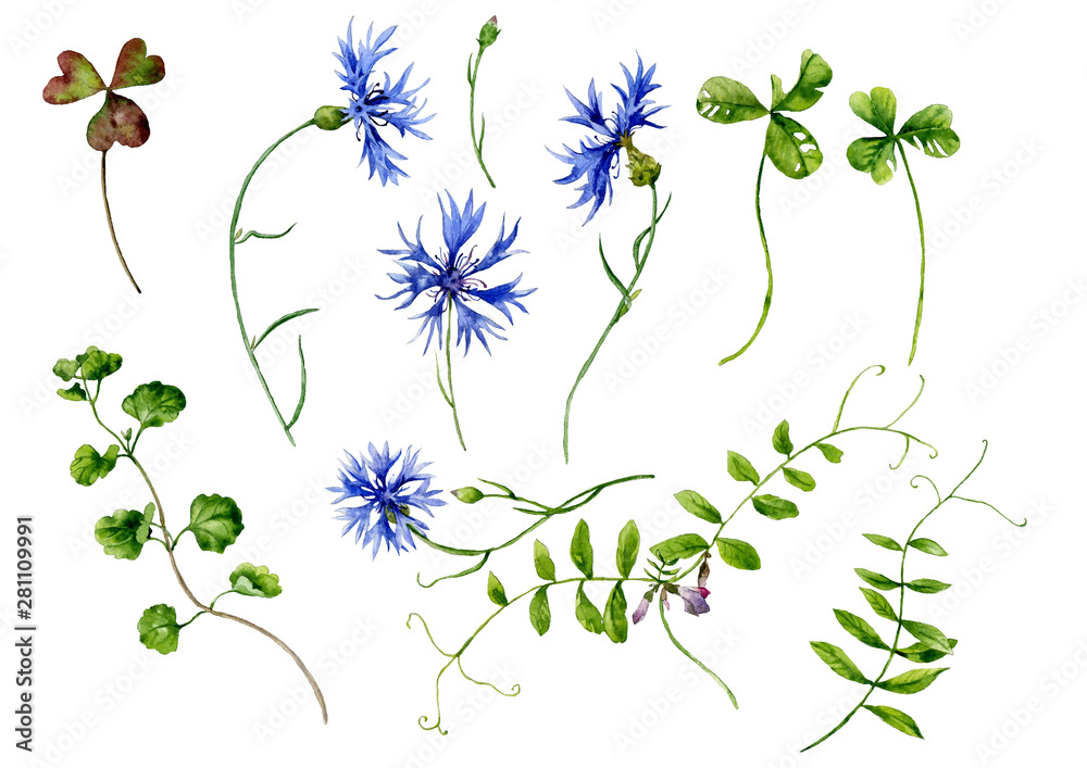 Naklejka Set of watercolor flowers. Cornflowers and field plants. Botanical illustration.