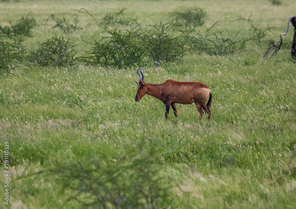A Hartebeest in the savannah grass of the Etosha National park in northern Namibia A Hartebeest in the savannah grass of the Etosha National park in northern Namibia
