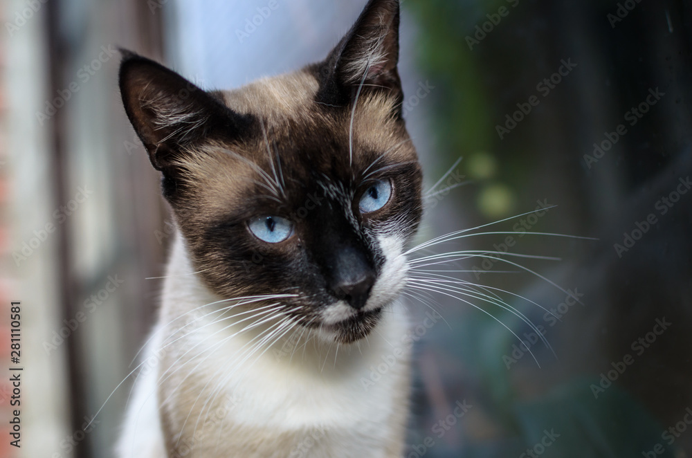 Portrait of a cat in the courtyard of a country house against the window