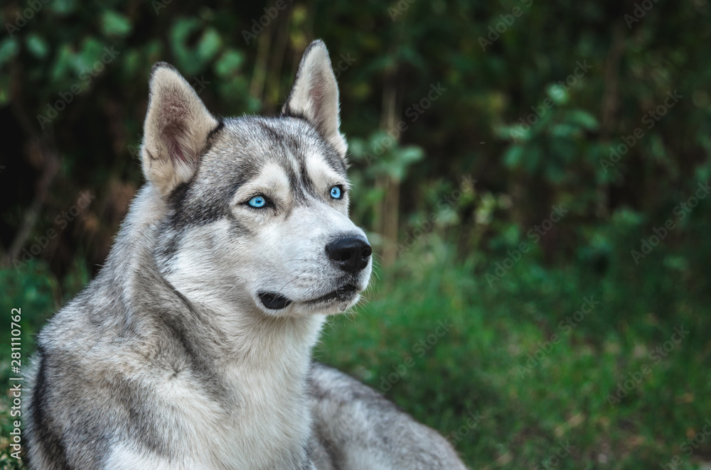 Portrait of a Malamute dog with blue eyes on a green background