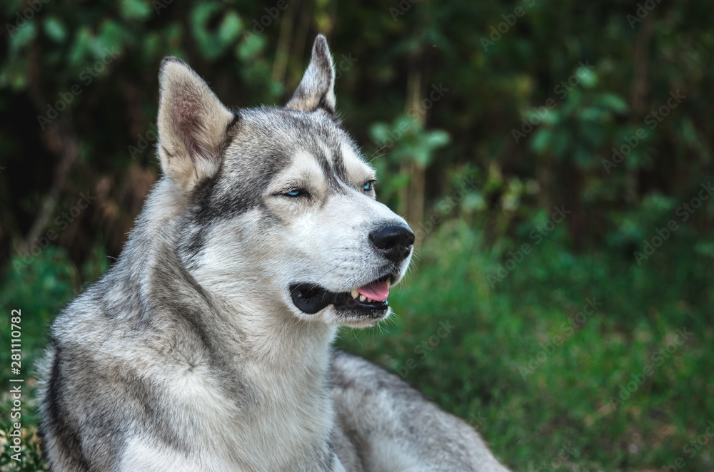 Portrait of a Malamute dog with blue eyes on a green background