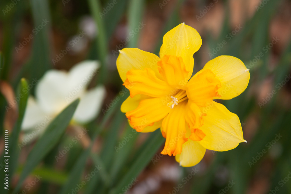 yellow daffodil yellow daffodil