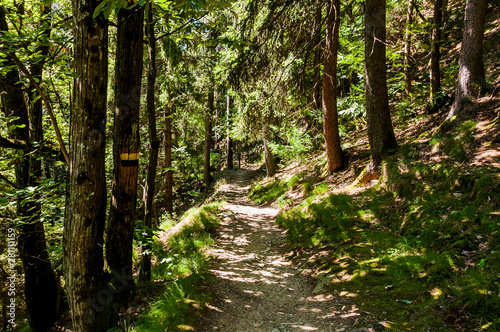 Dorf Tirol  Herrschaftsweg  Tiroler Kreuz  Wanderweg  Wald  Schlosswald  Schutzwald  Vinschgau  S  dtirol  Sommer  Italien