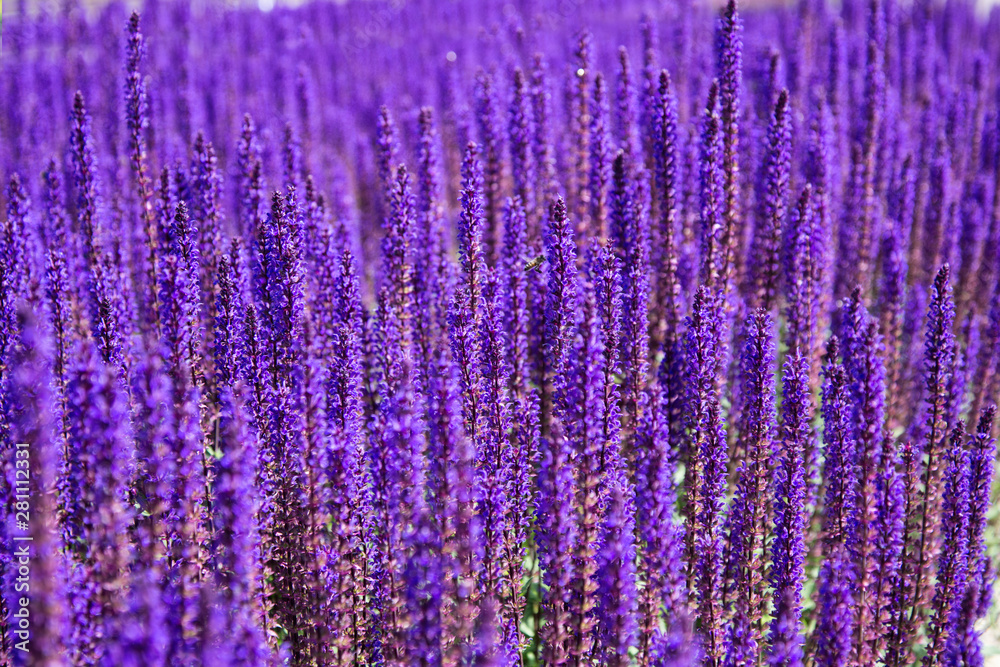 Obraz premium Lavender field. Beautiful nature and beautiful flowers.