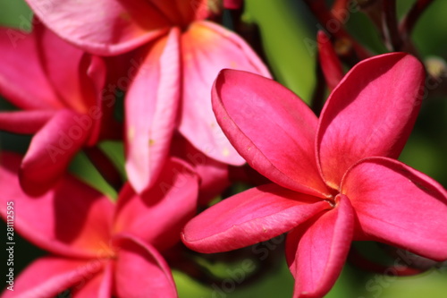 Pink Charm Flower