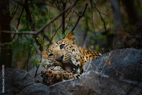 peek a boo moment with aggressive leopard or panthera pardus head shot with expression eating carcass of blue bull at jhalana forest reserve, jaipur, india	 photo