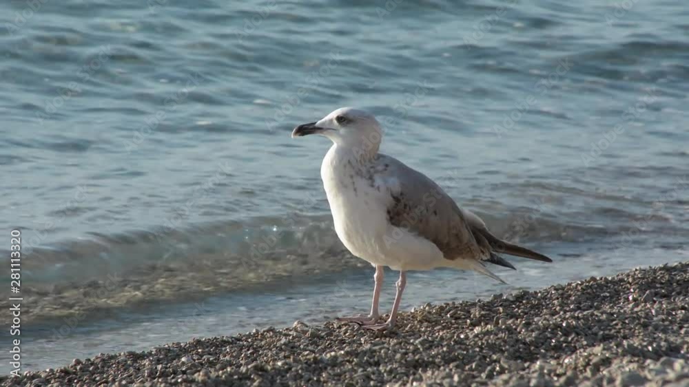 Seagull cleans itself on the pebble beach shore on a sunny day Seagull cleans itself on the pebble beach shore on a sunny day
