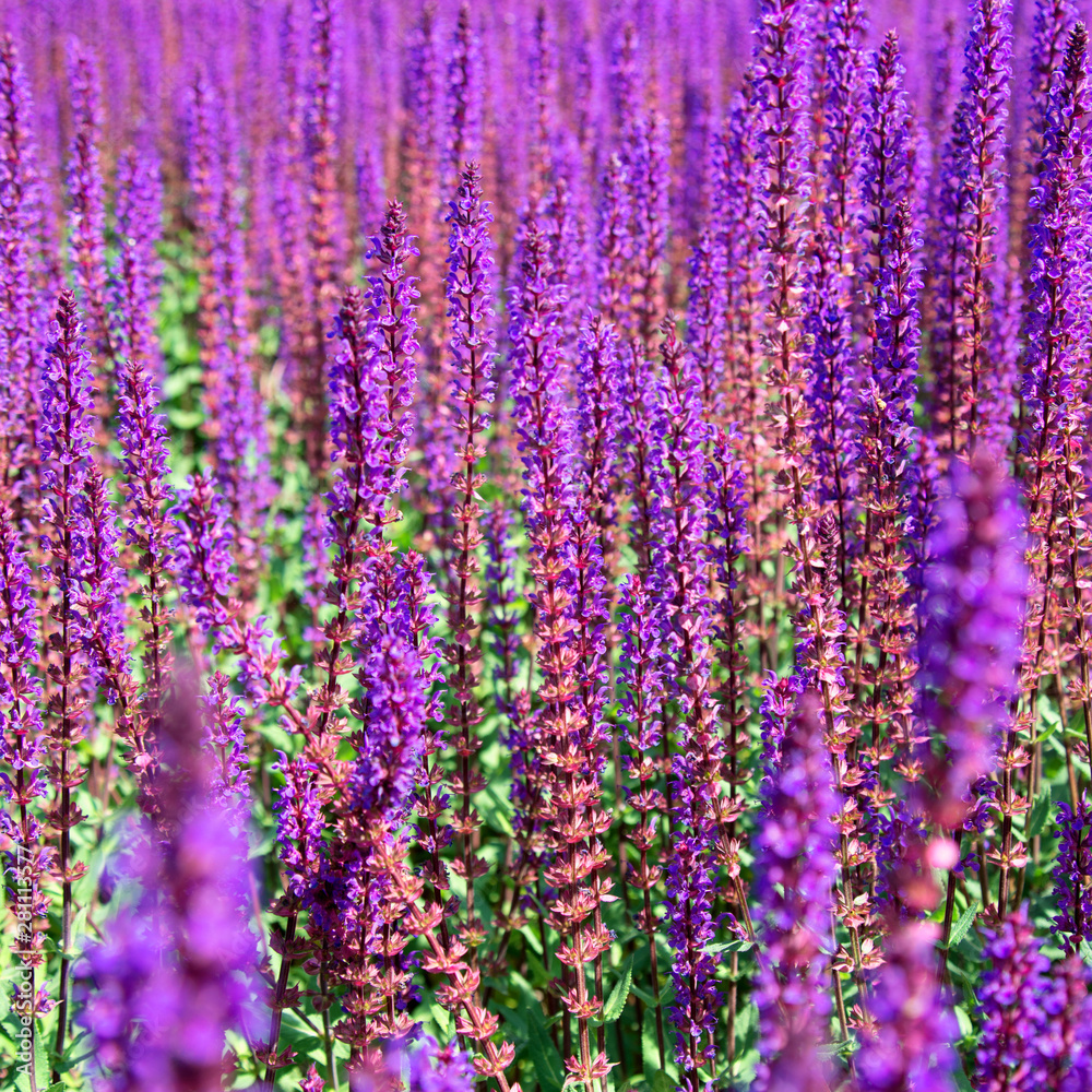 Obraz premium Lavender field. Beautiful nature and beautiful flowers.