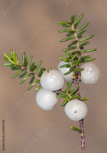 Corema album Portuguese Crowberry white or reddish autumn berry