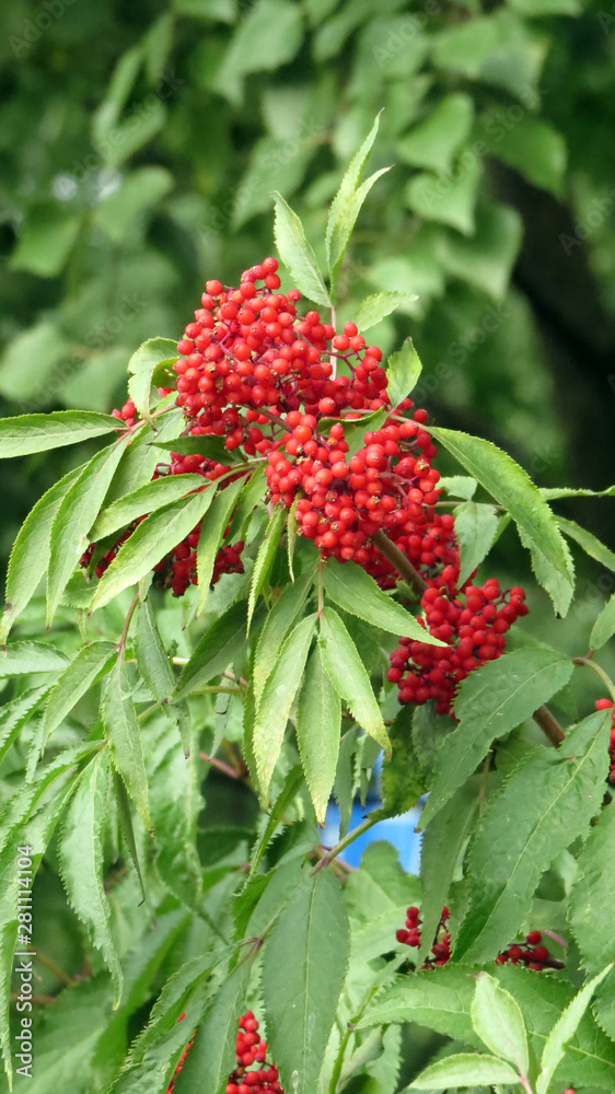 Macro photo of viburnum bush with red berries Macro photo of viburnum bush with red berries
