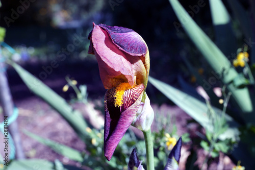 Schöne Schwertlilie in lila Farben