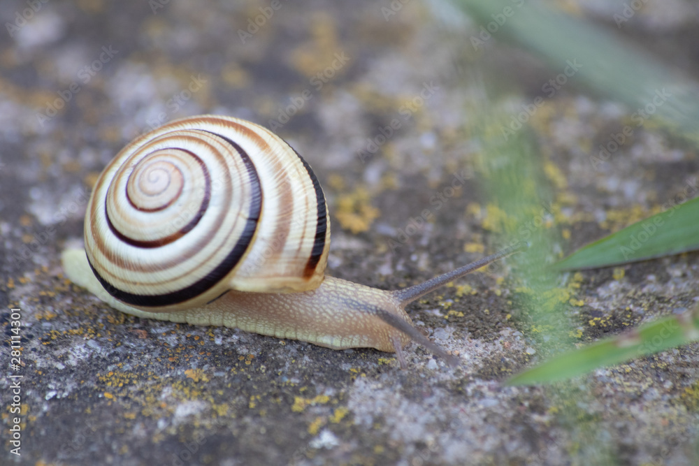 Snail in shell crawling on a road Snail in shell crawling on a road