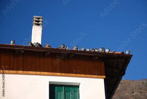 Pigeons sit on the edge of a roof of a house