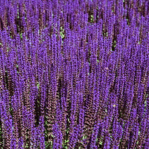 Lavender field. Beautiful nature and beautiful flowers.