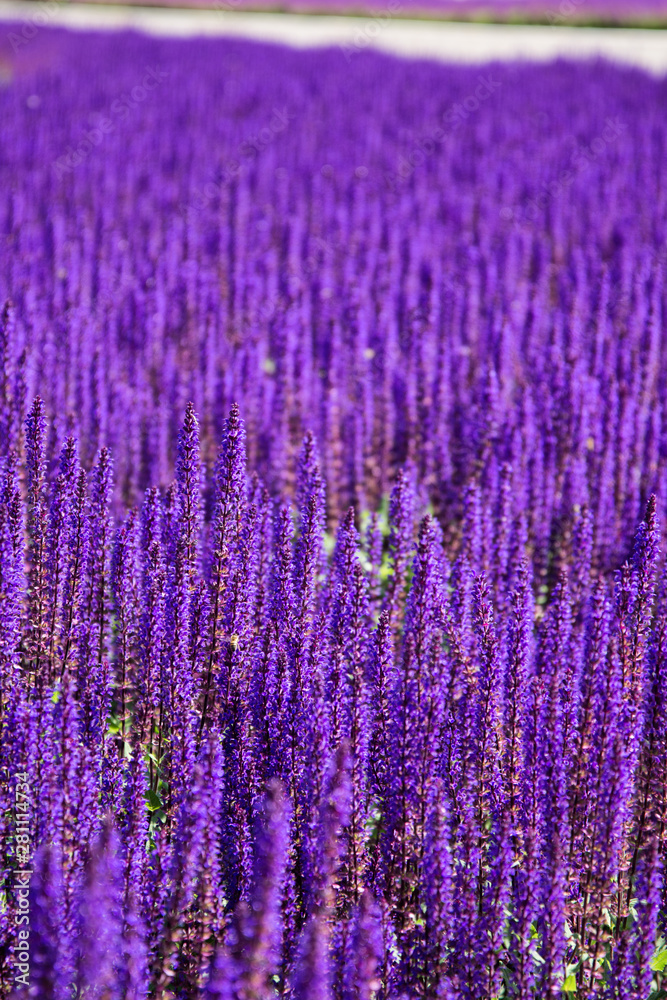 Obraz premium Lavender field. Beautiful nature and beautiful flowers.