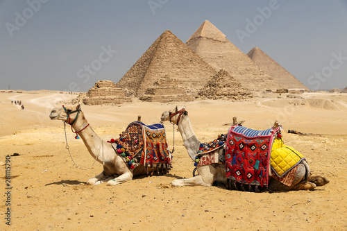 Camels in Giza Pyramid Complex  Cairo  Egypt