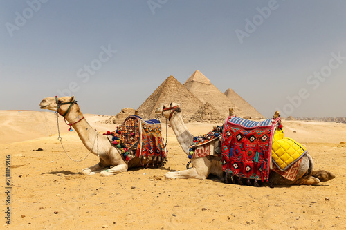 Camels in Giza Pyramid Complex, Cairo, Egypt © EvrenKalinbacak