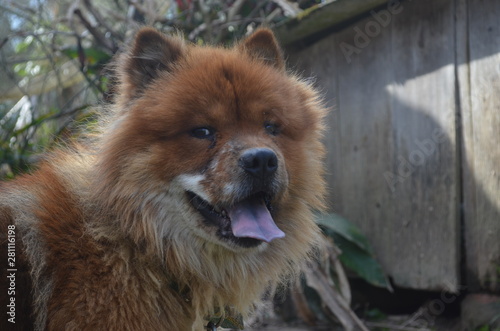  hairy dog ​​in the bush © juliaramona