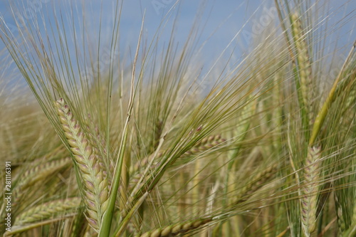France. Bretagne. wheat fields