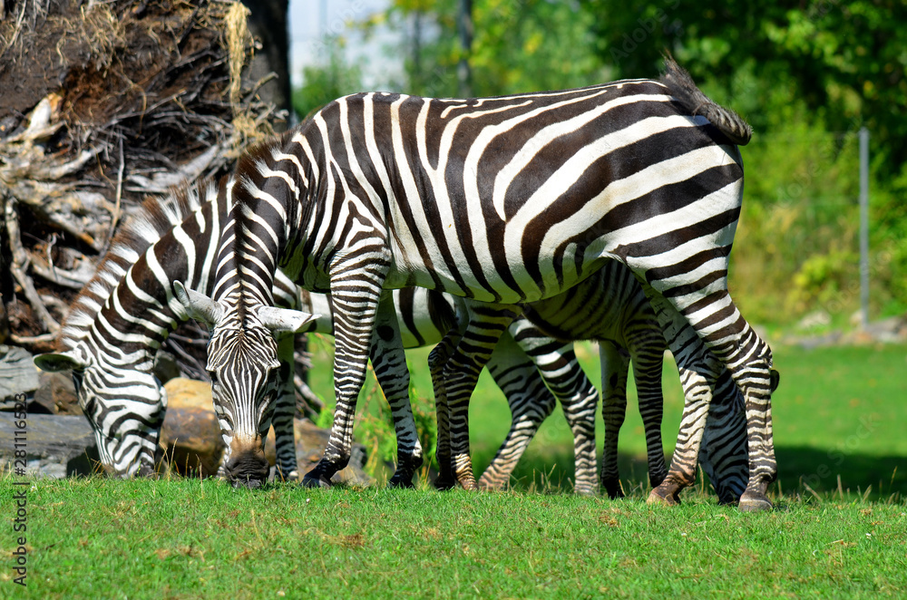 Burchell's zebra is a southern subspecies of the plains zebra. It is