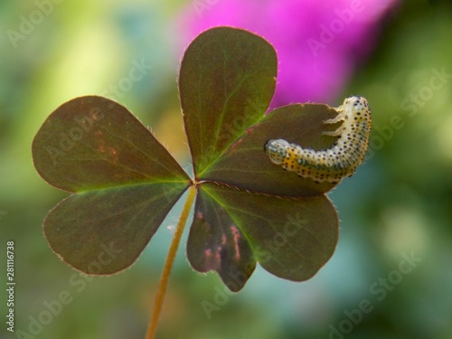 one small caterpillar on a leaf of clover