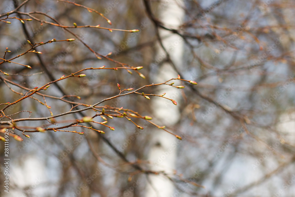 Branch with unblown buds in early spring.