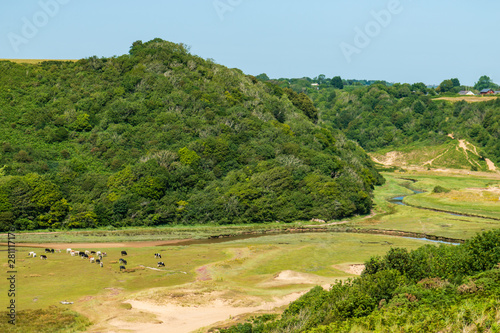 Cattle and grass leading to the sandy beach at Three Cliffs Bay, Gower