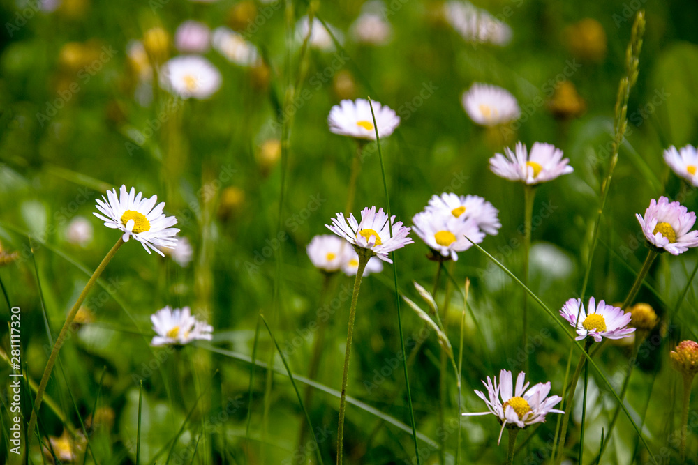 Beautiful field of daisies, summer day. Herb plants in meadow. Floral, nature. White daisies grow and smell. Chamomile background. Health and care chamomile. Selective focus. Beautiful field of daisies, summer day. Herb plants in meadow. Floral, nature. White daisies grow and smell. Chamomile background. Health and care chamomile. Selective focus.