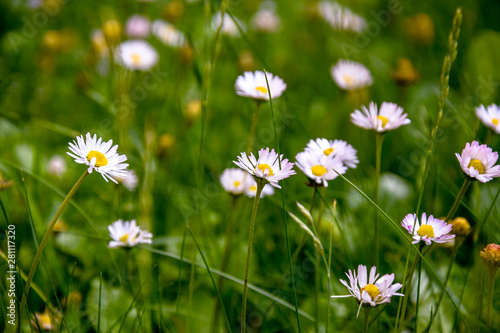 Beautiful field of daisies  summer day. Herb plants in meadow. Floral  nature. White daisies grow and smell. Chamomile background. Health and care chamomile. Selective focus.