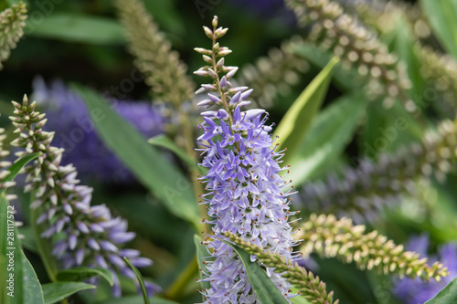 Shrubby Veronica Flowers in Bloom in Springtime