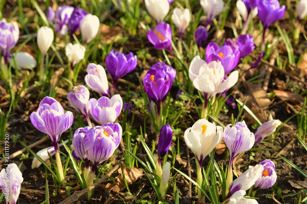 Spring crocus flowers in the garden.