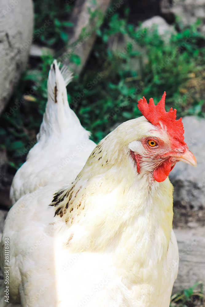 Vertical photography of white hen standing outdoors by the chicken house. Chicken, poultry. Farm animals. Fowl outside