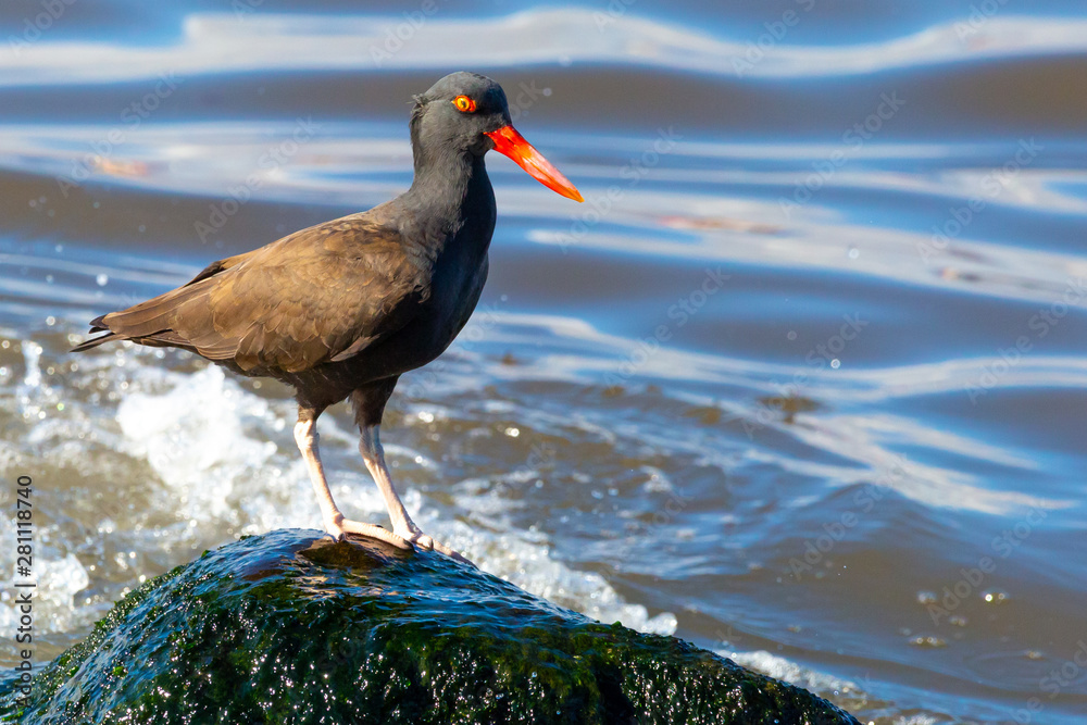 African Oystercatcher on a rock at sea. (Pilpilen Negro) Latin Name Haematopus Ater. Tongoy. Chile African Oystercatcher on a rock at sea. (Pilpilen Negro) Latin Name Haematopus Ater. Tongoy. Chile