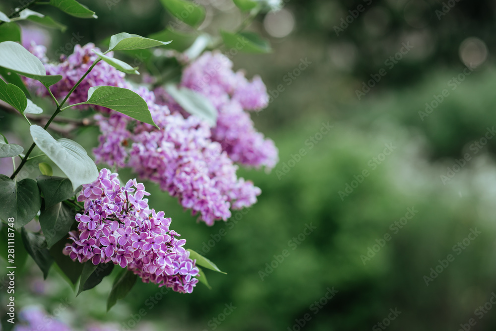 Lilac blossom in spring scene. Spring blooming lilac flowers. Lilac blossom in spring scene. Spring blooming lilac flowers.