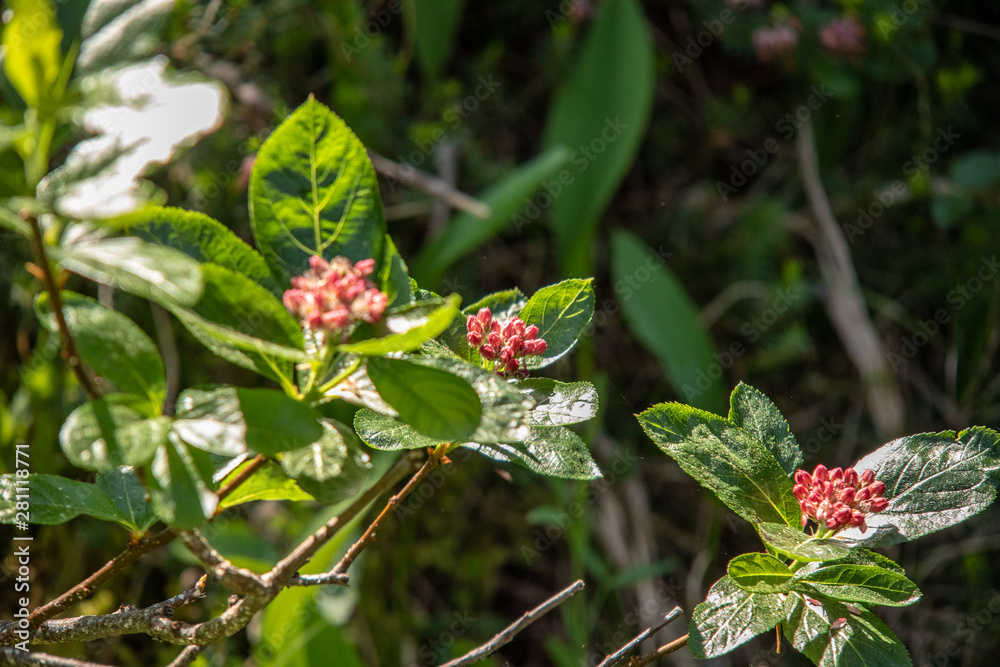 View of red blossoms in front of green leaves in the swiss alps View of red blossoms in front of green leaves in the swiss alps