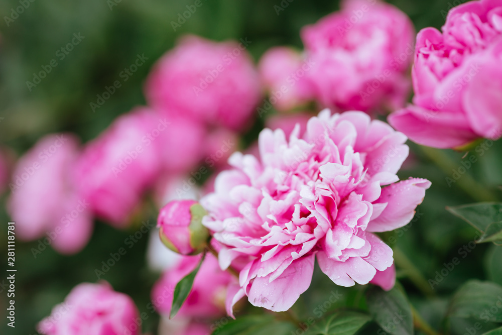 Pink peonies in the garden. Blooming pink peony. Pink peonies in the garden. Blooming pink peony.
