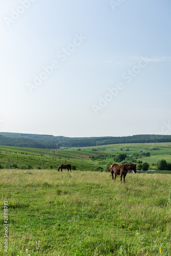 Horse graze in the meadow, fields and meadows, landscape © pundapanda