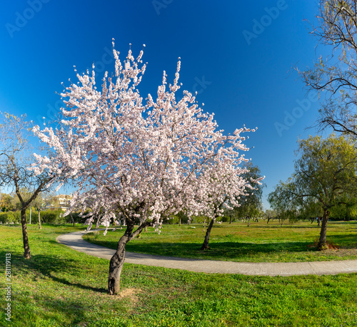 Fototapeta almond trees